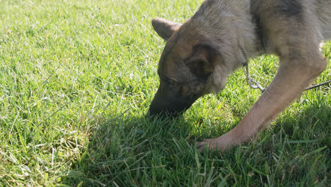 perro pastor caminando en la granja 4k