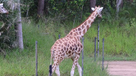 giraffe moves past trees and fence in natural setting