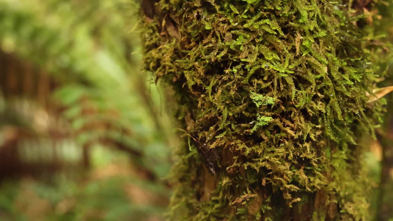Primo piano di muschio su un albero nella foresta pluviale