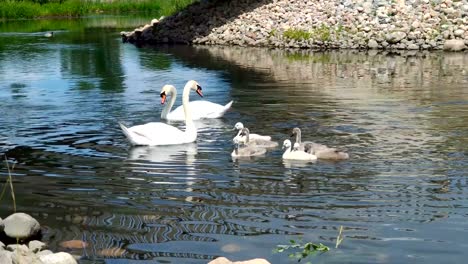 cisnes y sus bebés, patitos feos.