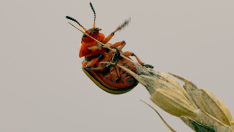 Close-up-of-Colorado-potato-beetle-climbing-on-plant-in-wilderness-against-grey-sky