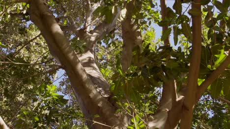 Circular-view-of-Fig-tree-top-from-the-ground-with-beautiful-light