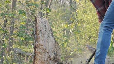 caucasian lumberjack chopping off a piece of a tree with his axe