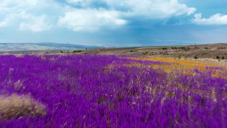 aerial view of purple hyacinths blooming in erzincan mountains