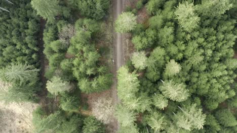 Green-forest-and-country-road-aerial-view