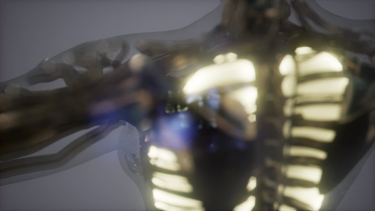 눈에 띄는 폐를 가진 인간의 몸