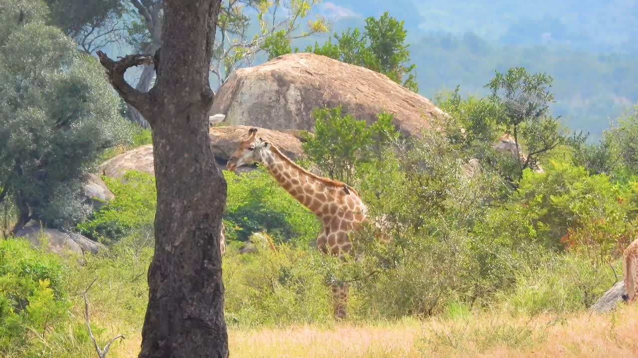 케이프 지라프 의 한  ⁇  이 크루거 국립 공원 에서 식물 을 탐색 하는 숲 을  ⁇ 고 있다