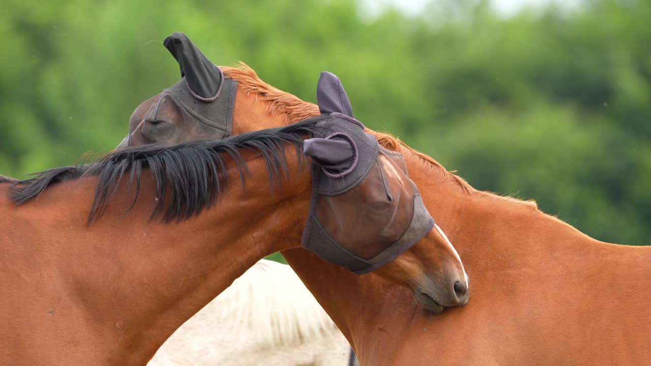 Deux chevaux avec un équipement de protection pour la tête se frottent le nez dans un cadre pastoral, soulignant leur affection et leur camaraderie.