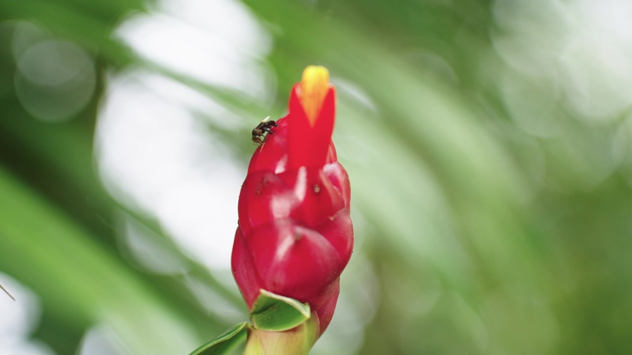 Scatto macro statico di un piccolo insetto che striscia sulle brattee rosse lucide e a forma di cono di un fiore tropicale di zenzero a bottone rosso, su uno sfondo verde tenue.