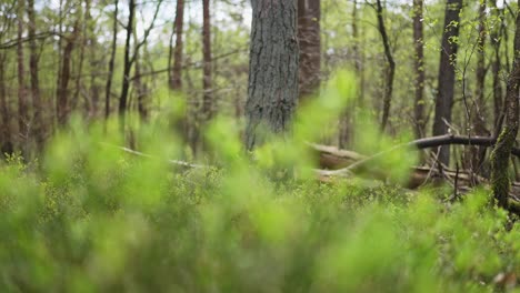 spring forest landscape