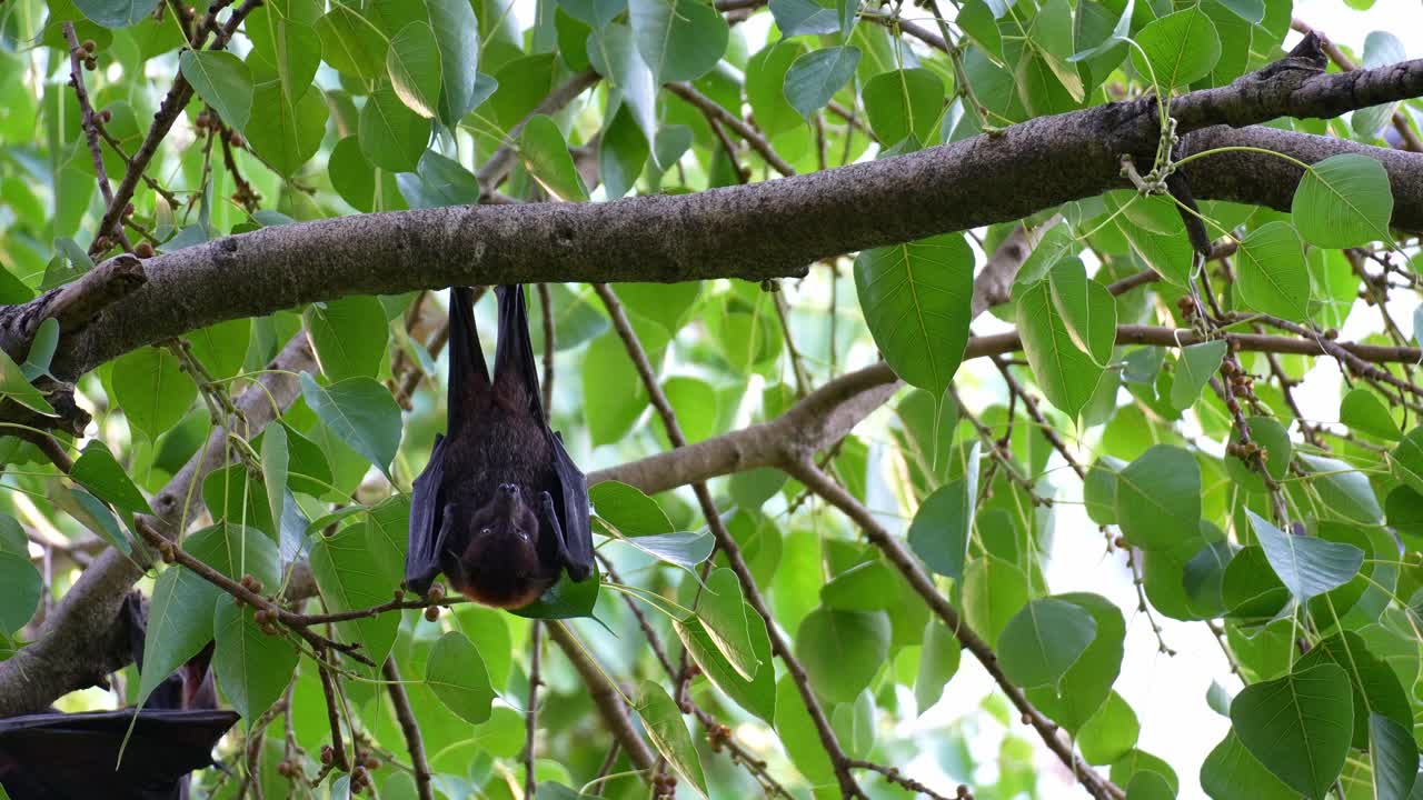 A wild black flying fox (Pteropus alecto) hangs upside down from a branch, chewing and extracting juice from the fruit, close up shot of native Australian fruit bat