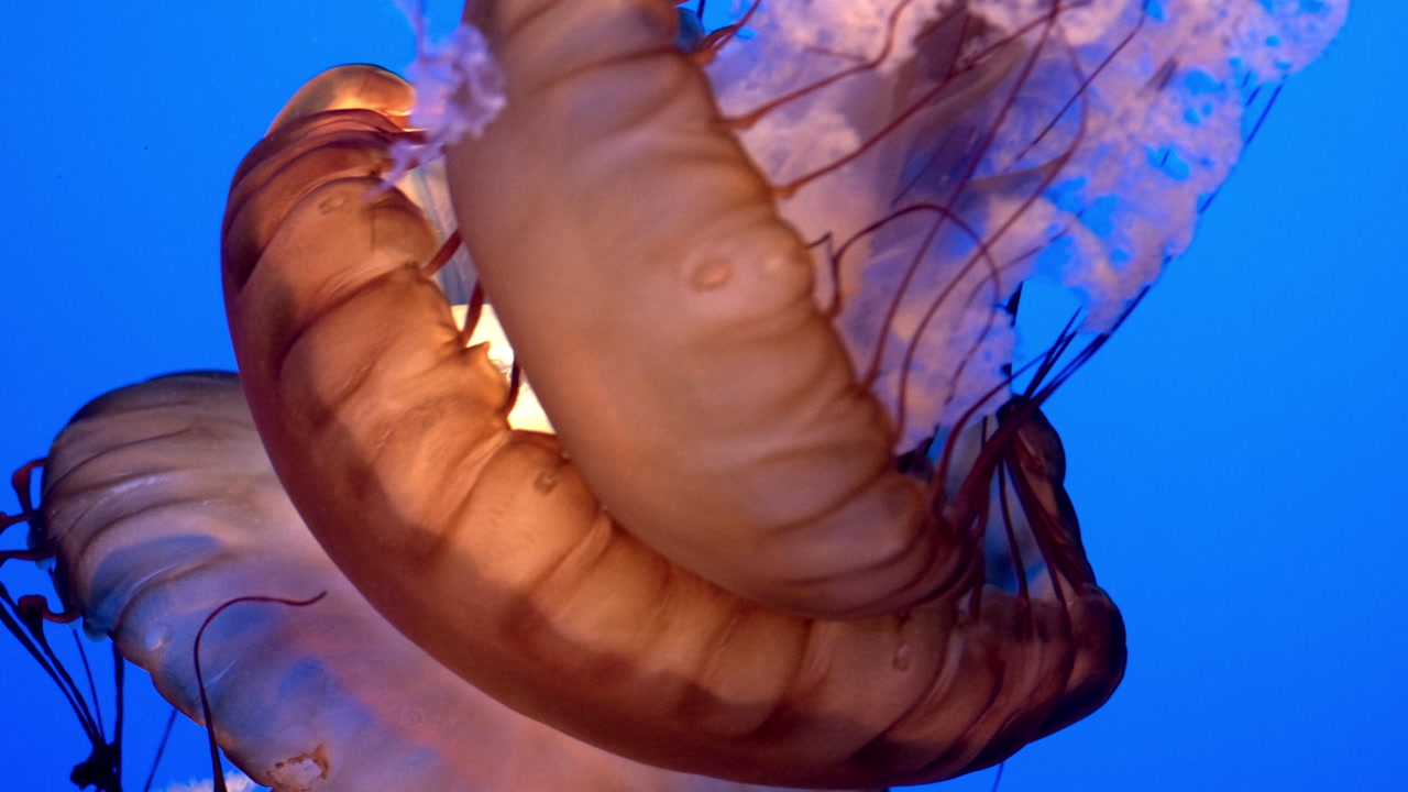 Jellyfish with long delicate tentacles gracefully pulsate and drift against a vibrant blue background