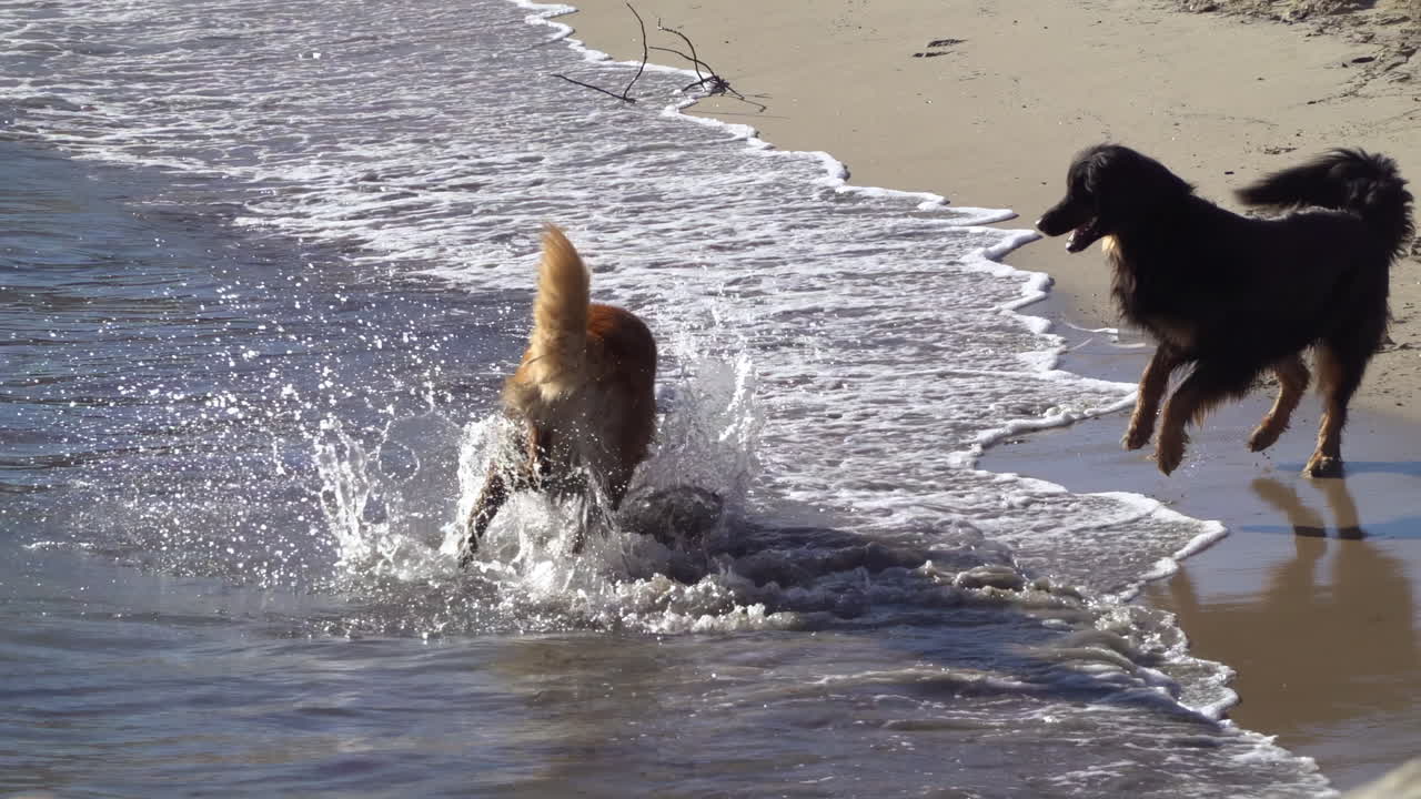 Two dogs running and playing on the beach on a sunny day