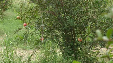 Red ripe pomegranate fruits grow on pomegranate tree in garden
