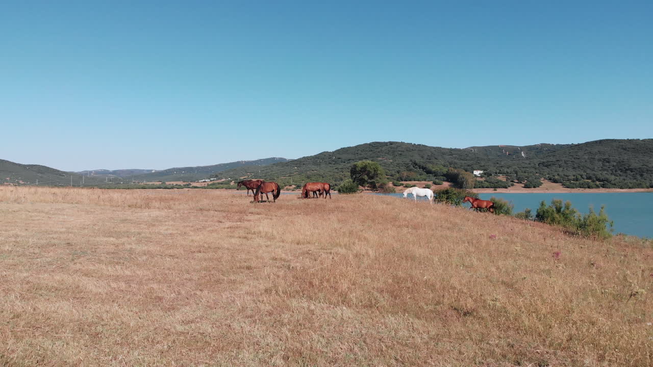 vuela sobre una pradera árida al lado del lago con caballos salvajes pastando pacíficamente - avance aéreo