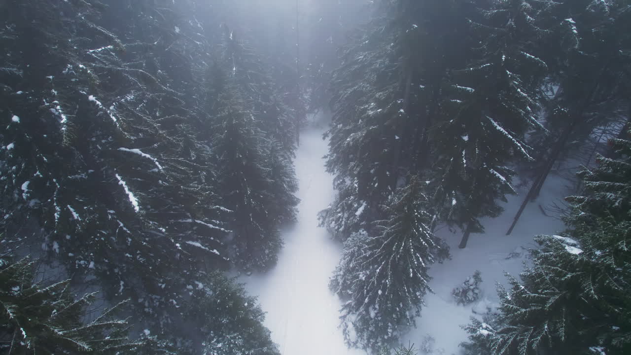 Snødekt sti gjennom vinterskog