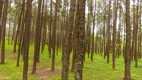 pan through pine trees forest nature scenery.