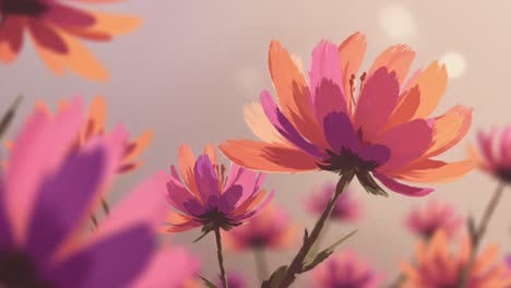 a vibrant display of colorful flowers against a soft background, capturing the beauty of nature and the elegance of floral patterns in a serene setting