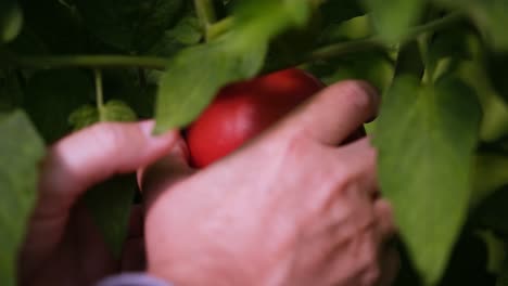 close-up of a red, ripe tomato on the vine as a farmer reaches in and picks it