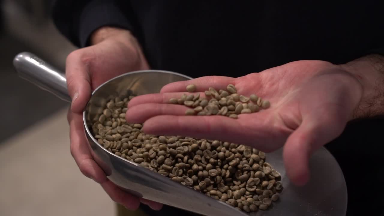 granos de café en una cuchara de metal inspeccionados por manos masculinas delgadas antes de entrar en el paso de tostado, primer plano