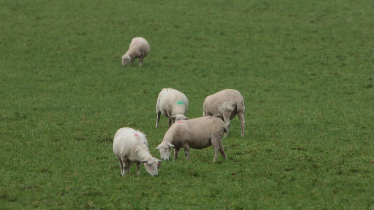 Pecore al pascolo. Staffordshire. Inghilterra. Regno Unito