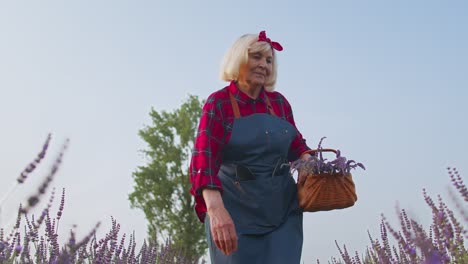 senior old grandmother woman farmer growing lavender in blooming field of purple lavender flowers