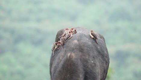 Flock-Of-Oxpeckers-At-The-Back-Of-Cape-Buffalo-With-Bokeh-Nature-Background