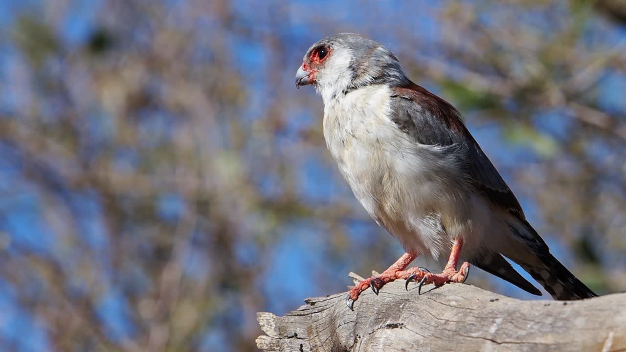 Falco pigmeo spicca il volo dal posatoio su un ramo d'albero, profilo in primo piano