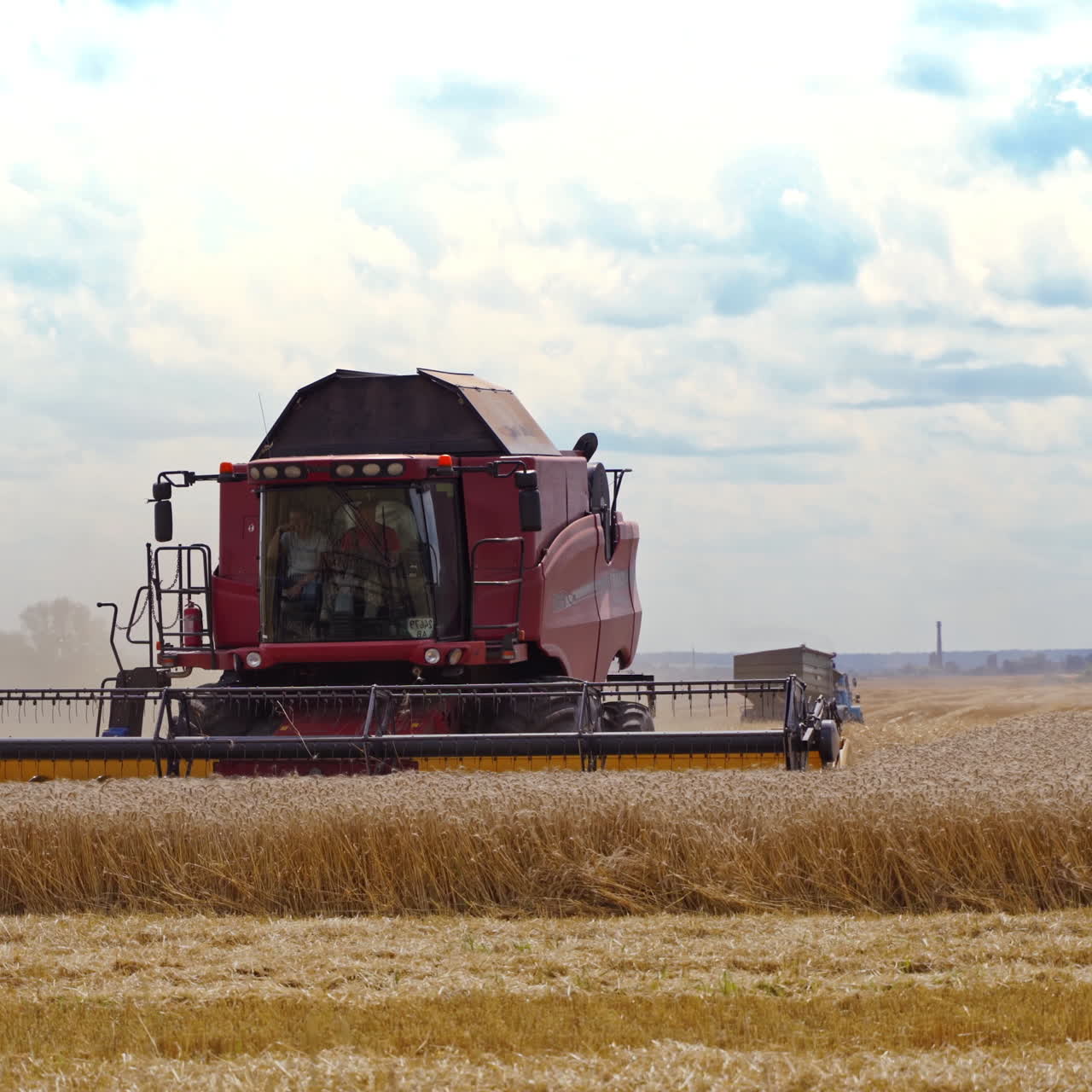 Modern combine cutting wheat blades. Process of gathering wheat crop in the field. Agricultural works in the countryside on the golden farmland.
