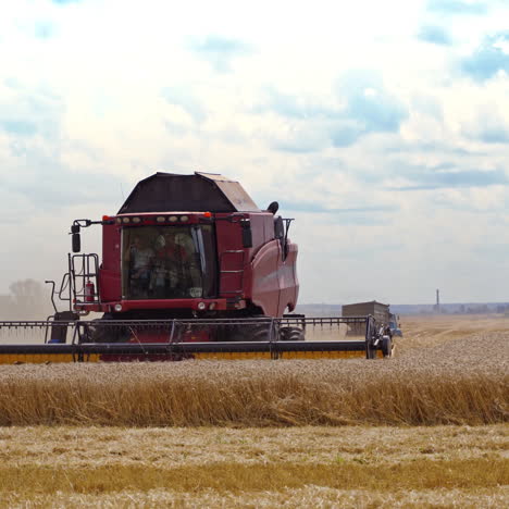 modern combine cutting wheat blades. process of gathering wheat crop in the field. agricultural works in the countryside on the golden farmland.