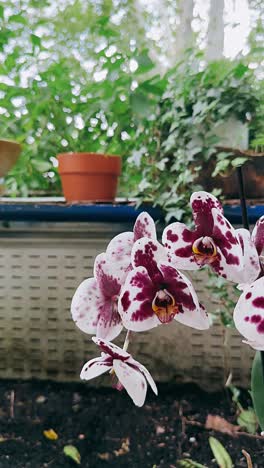 purple and white spotted orchids