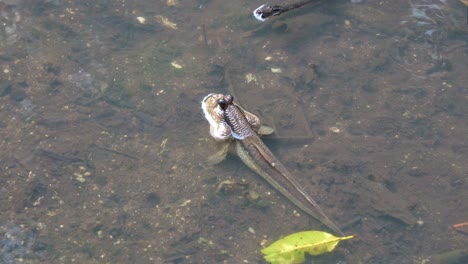 A-giant-mudskipper-spotted-in-the-mangrove-habitat-during-low-tide-period,-close-up-shot