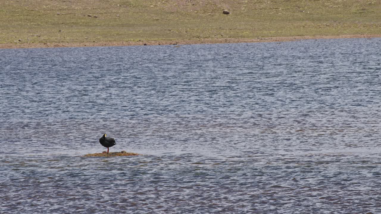 pájaro en el lago, pampas galeras, perú