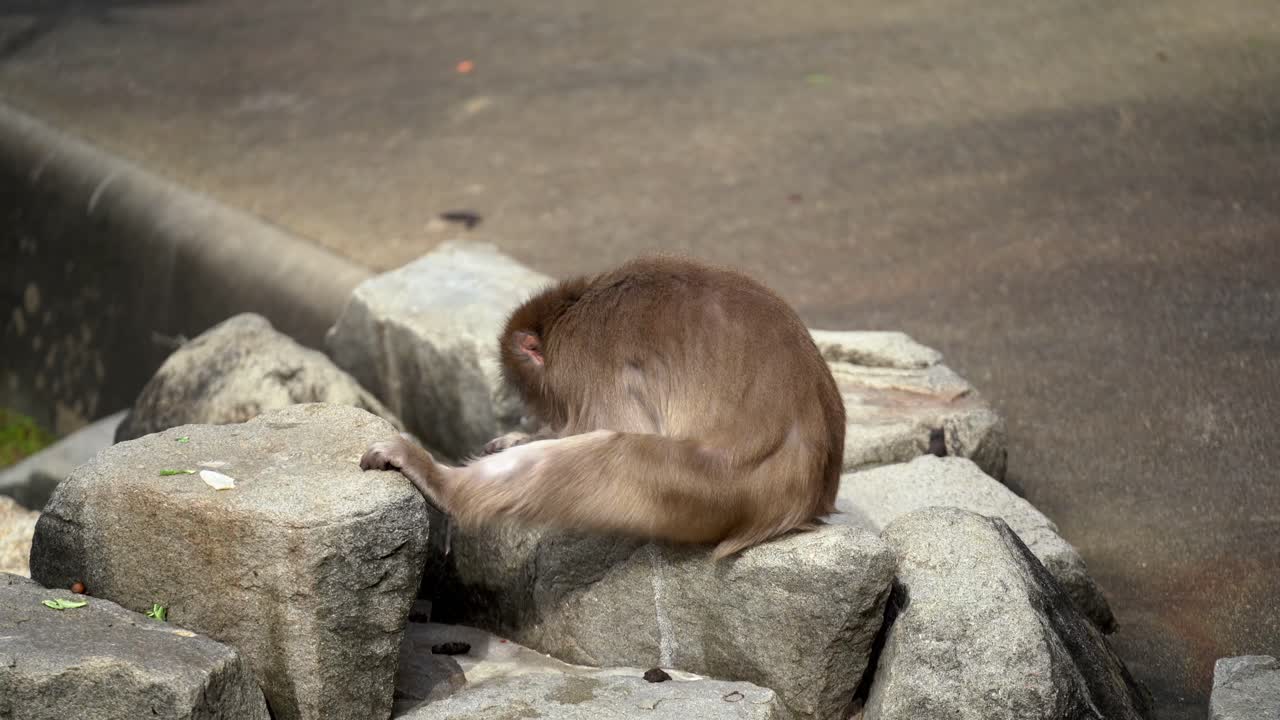 A Japanese Macaque (Snow Monkey) Scratches his itch and looks at the thing in his hands