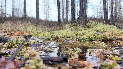 A-spring-creek-in-the-woods,-carrying-freshness-and-life-giving-moisture