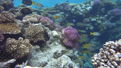 coral reef and beautiful fish.  underwater life in the ocean.