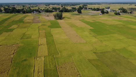 Un-Vuelo-Aéreo-Sobre-Los-Hermosos-Arrozales-Listos-Para-La-Cosecha