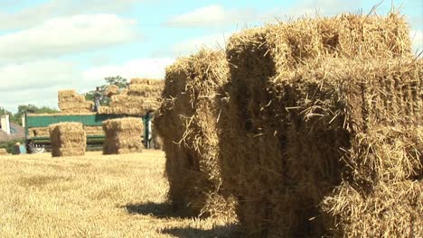 Summer-harvesting