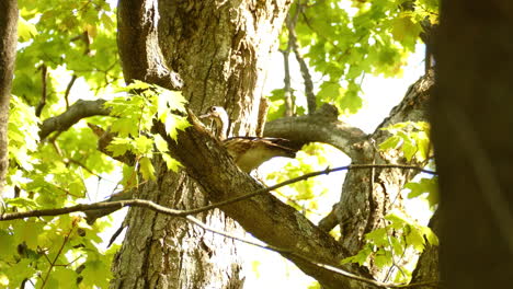 Verängstigte-Ente,-Die-Ungewöhnlich-Auf-Einem-Baum-Thront