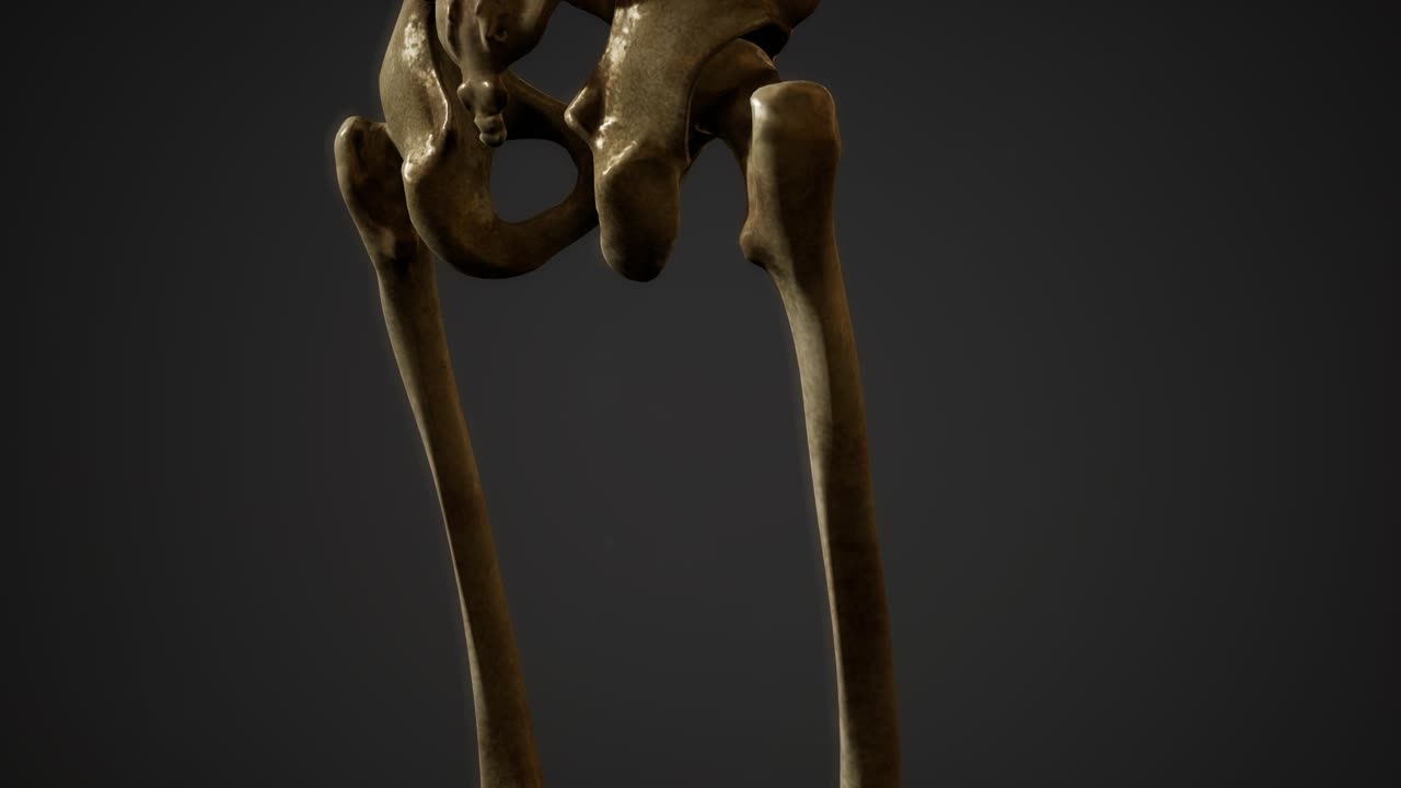 인간의 골격의  ⁇