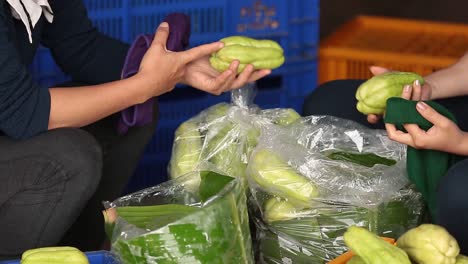 farmer cleaning and packing the bitter gourd crops to be ready for selling