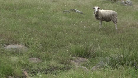 En-La-Vida-Silvestre-De-La-Granja-Abierta-Natural-Ram-Y-Ovejas-Orinando-Y-Defecando