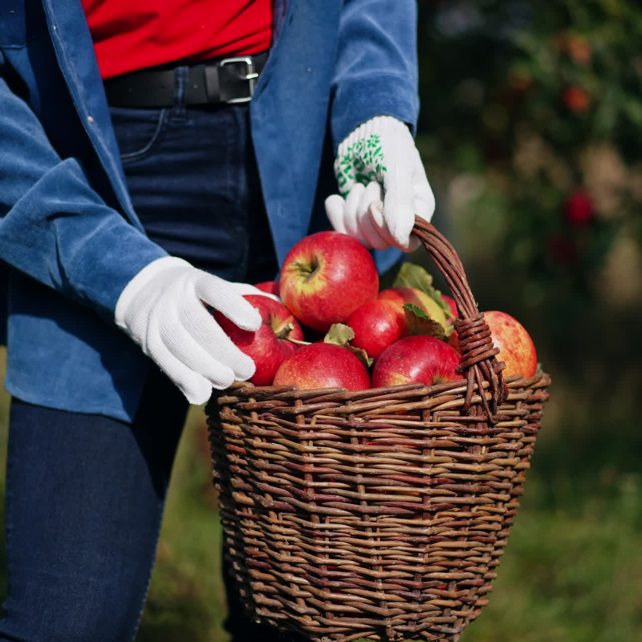 Sweet fruit in orchard harvesting. Beautiful lady with apples in garden