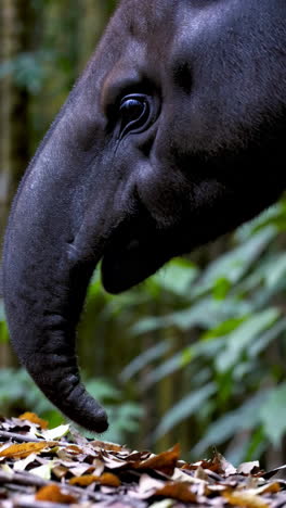 tapir in the rainforest