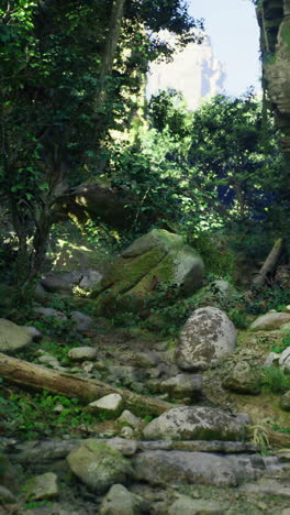 lush green forest area with sunlight filtering through the trees at midday