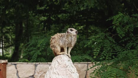 Suricata-Mirando-Alrededor-En-Su-Puesto-De-Avanzada-En-El-Zoológico