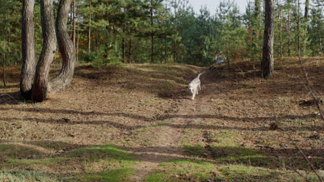 a naughty puppy runs away from its owner on a walk in the forest. pulls a leash and tape measure.