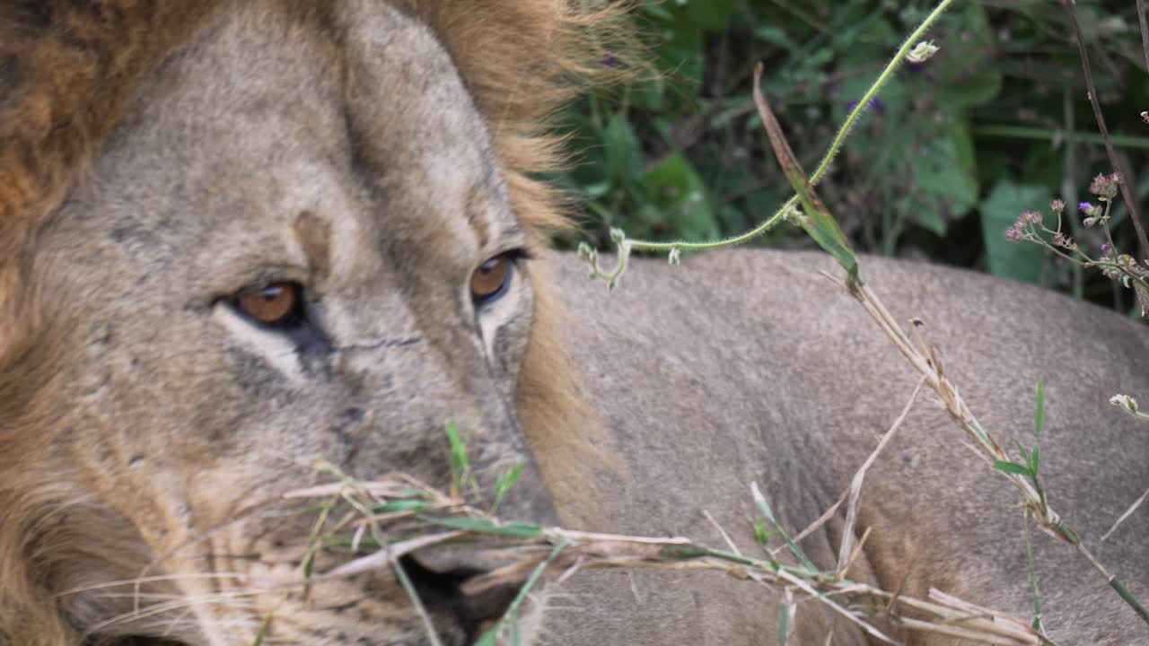 fotografía de cerca de un león macho despertando, siendo alertado y mirando a su alrededor
