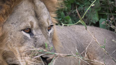 Close-up-shot-of-a-Male-lion-waking-up,-being-alerted-and-looking-around