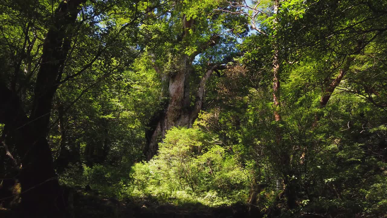 jomon sugi, el cedro yakusugi más grande y antiguo de japón en la isla de yakushima